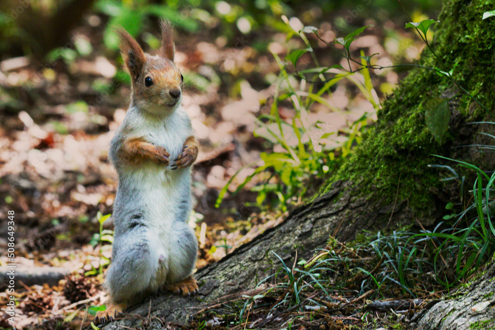 Obraz premium Squirrel close-up among autumn foliage in the forest
