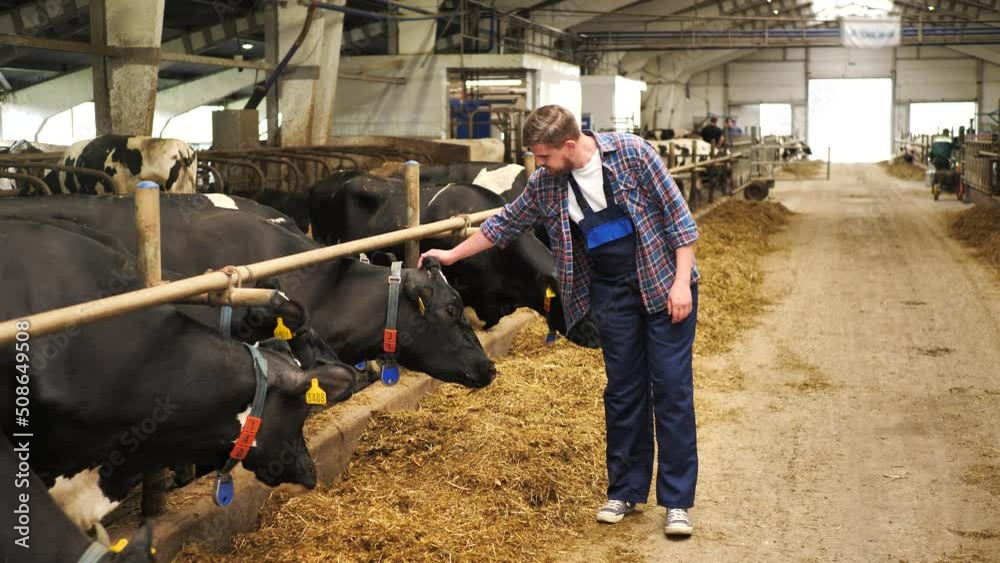 Man agronomist walks through a livestock farm. Man agronomist walks through a livestock farm.