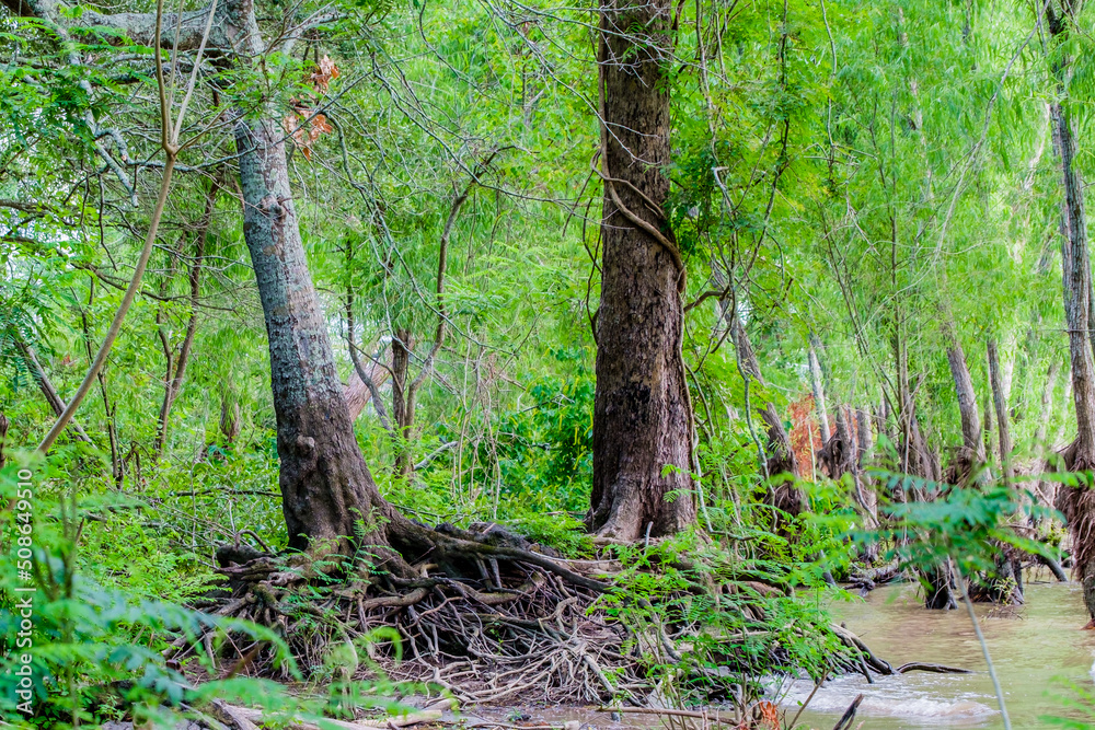 Fototapeta premium Trees Along the Bank of the Mississippi River in New Orleans, Louisiana, USA