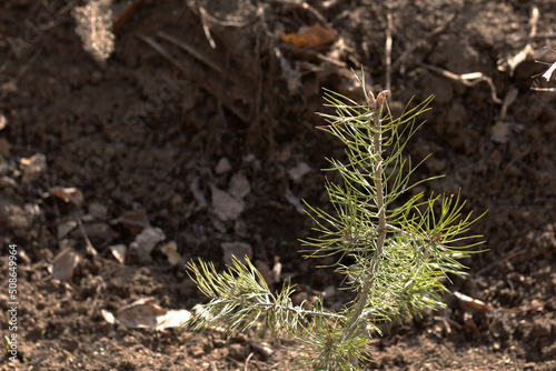 One green seedling of coniferous tree, spruce, pine. Forest restoration © Karamelity