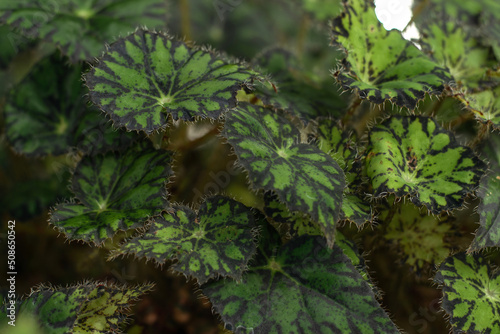 Leaves of Begonia close-up.Home gardening,urban jungle,biophilic design.Selective focus. photo