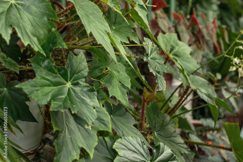 Leaves of Begonia close-up.Home gardening,urban jungle,biophilic design.Selective focus.