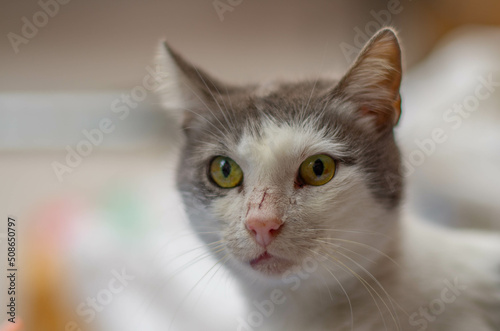 portrait of a cat © halityasar