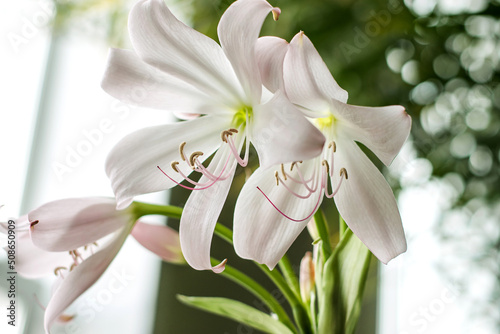 White flowers of crinum moorei close-up.Home gardening,urban jungle,biophilic design.Selective focus. photo