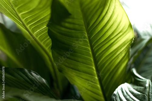 Close-up of green leaves.Abstract natural background.Urban jungle concept.Biophilic design.Selective focus.