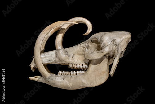 The skull of the Buru babirusa (Babyrousa babyrussa) on a black background photo