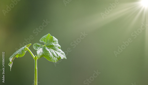 Bean sprout, a young plant with leaves on a blurred background in the sun.