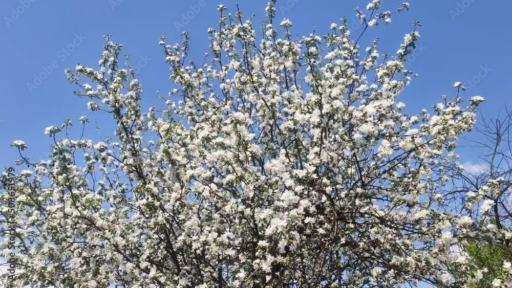 Apple Orchard in Full Bloom. Blooming apple tree in spring time. Apple Orchard in Full Bloom. Blooming apple tree in spring time.