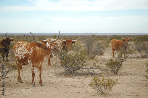 Texas longhorn cattle on prairie