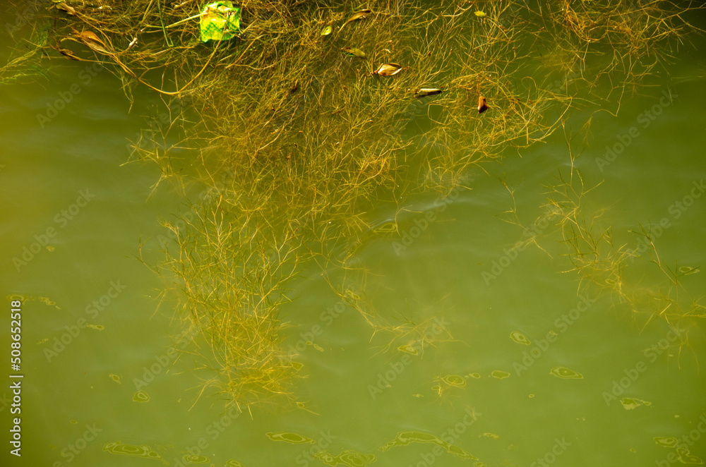 Obraz premium moss and river background