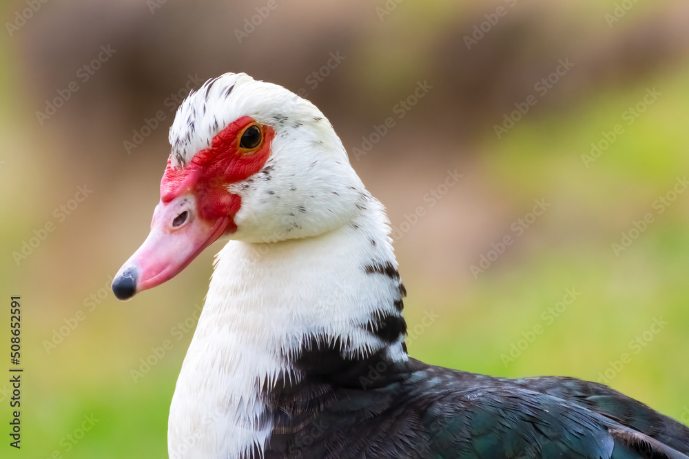 Ducks Ducks