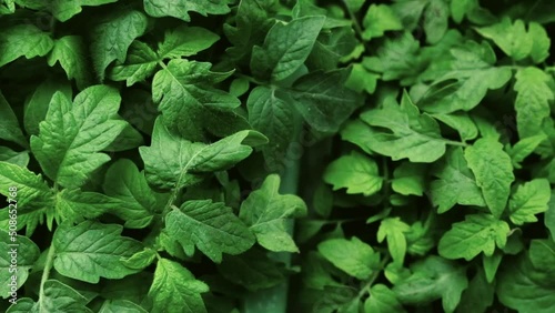 Wallpaper Mural Seedlings ripen in a greenhouse. fresh green leaves of tomato seedlings  Torontodigital.ca