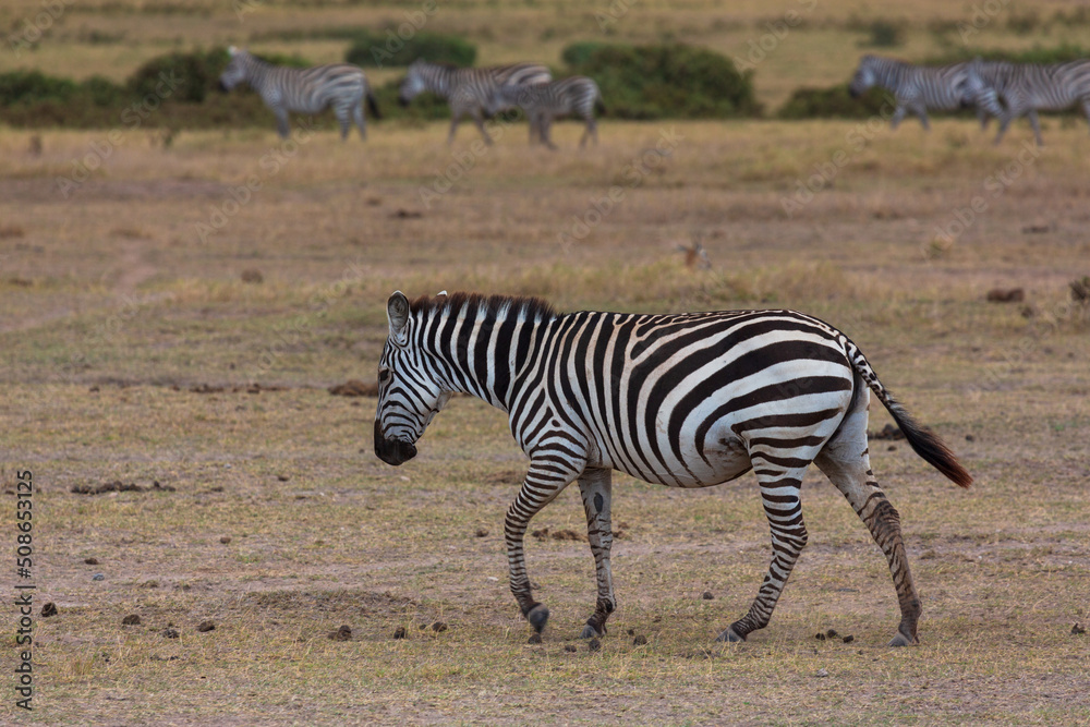 Zebra walking in savannah. Amboseli national park. Kenya Zebra walking in savannah. Amboseli national park. Kenya