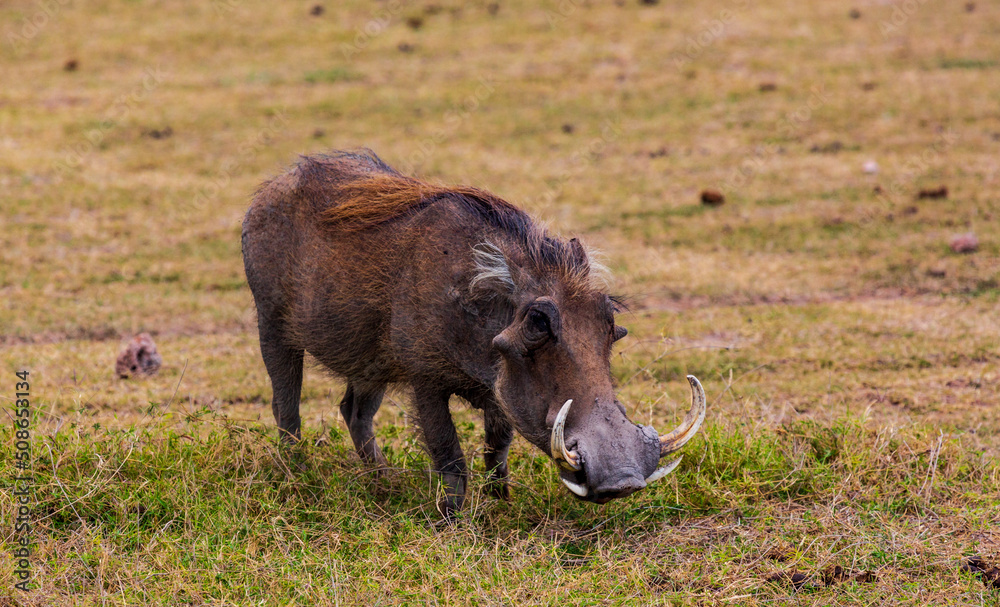Warthog in savannah. Amboseli national park. Kenya Warthog in savannah. Amboseli national park. Kenya
