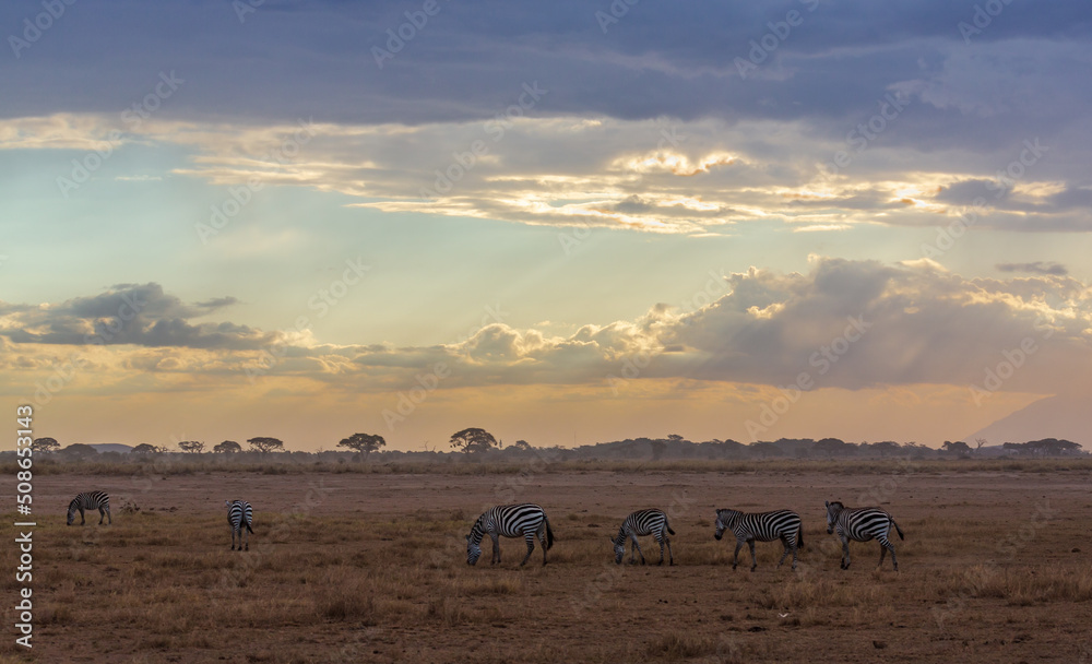 Zebras in the twilight in savannah. Amboseli national park. Kenya