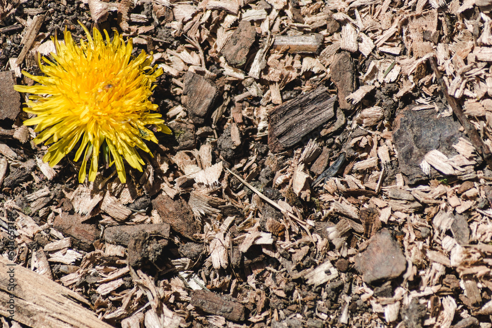 Chunks of wood on the ground. The head of a yellow dandelion on sawdust, on the left side. Sawdust background image or texture. Wood treatment waste Chunks of wood on the ground. The head of a yellow dandelion on sawdust, on the left side. Sawdust background image or texture. Wood treatment waste