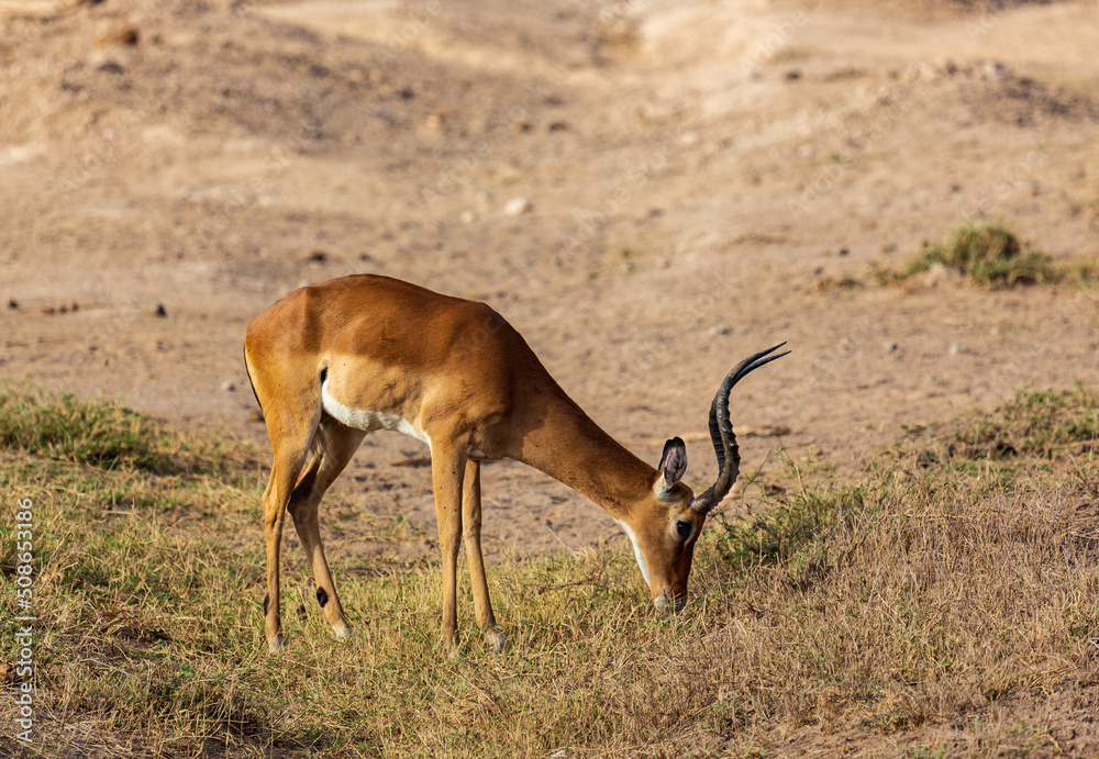 Antelope eating grass in savannah. Amboseli national park. Kenya Antelope eating grass in savannah. Amboseli national park. Kenya