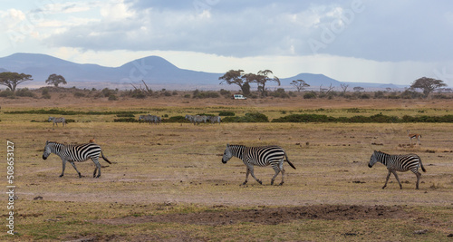 Three zebras walking in savannah. Amboseli national park. Kenya