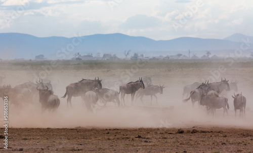 Antelopes gnu running in the dust in savannah. Amboseli national park. Kenya