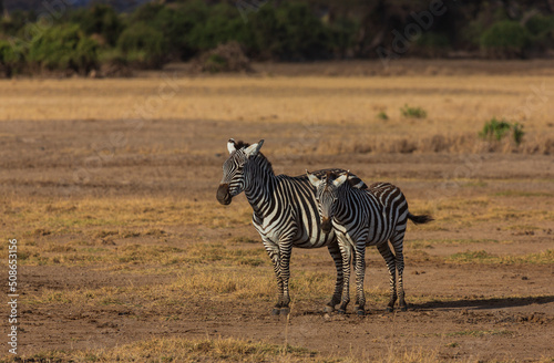 Big zebra and its baby standing on the grassland in savannah. Amboseli national park. Kenya
