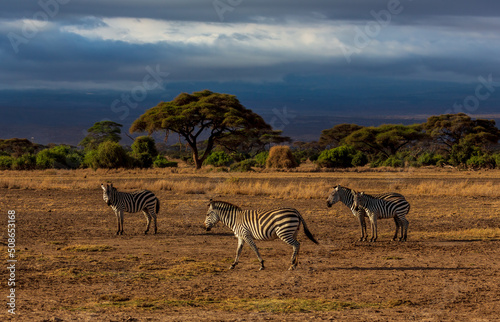 Fototapeta Naklejka Na Ścianę i Meble -  Zebras standing and going in the evening with dark sky and yellow grass in savannah. Amboseli national park, Kenya