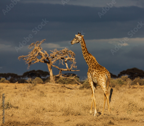 Giraffe standing in savannah in the evening. A tree and dark-blue sky in the background. Amboseli national park. Kenia