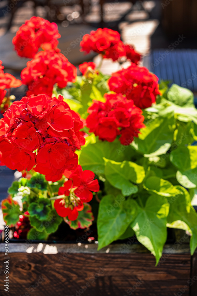 Fototapeta premium red pelargonium