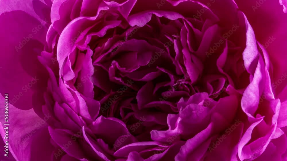 Peony flowering, opening petals on big bud. Spring floral time lapse - pink flower blossom on black backdrop. Macro blooming nature view. Wedding, Valentine's Day concept. Peony flowering, opening petals on big bud. Spring floral time lapse - pink flower blossom on black backdrop. Macro blooming nature view. Wedding, Valentine's Day concept.