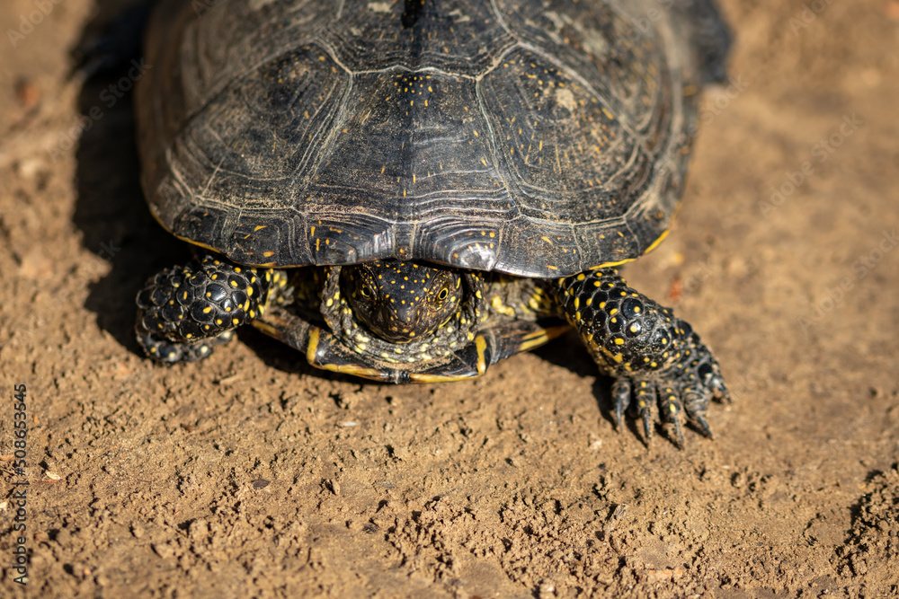 Naklejka premium Emys orbicularis (European bog turtle) on the sand