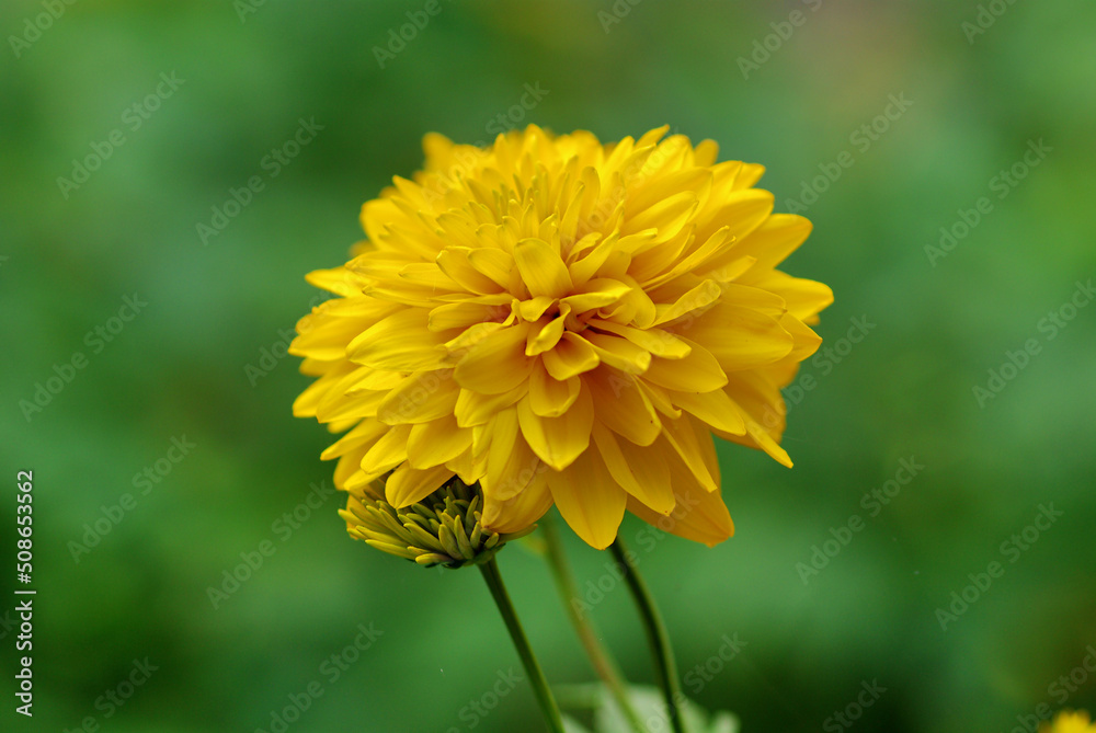 yellow dandelion flower yellow dandelion flower