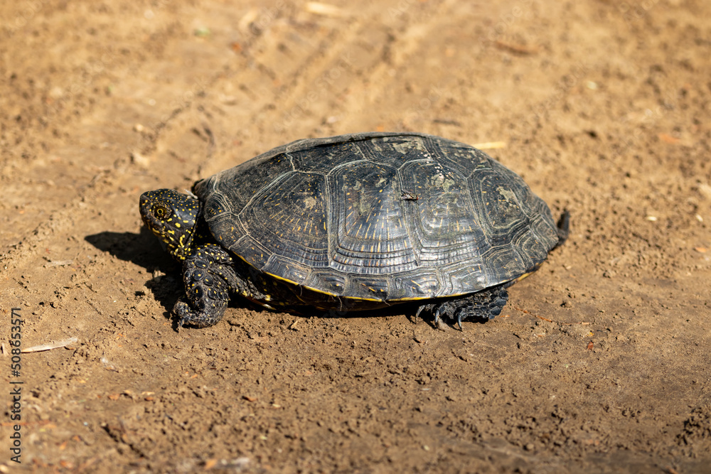 Obraz premium Emys orbicularis (European bog turtle) on the sand