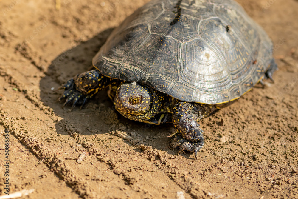Emys orbicularis (European bog turtle) on the sand Emys orbicularis (European bog turtle) on the sand
