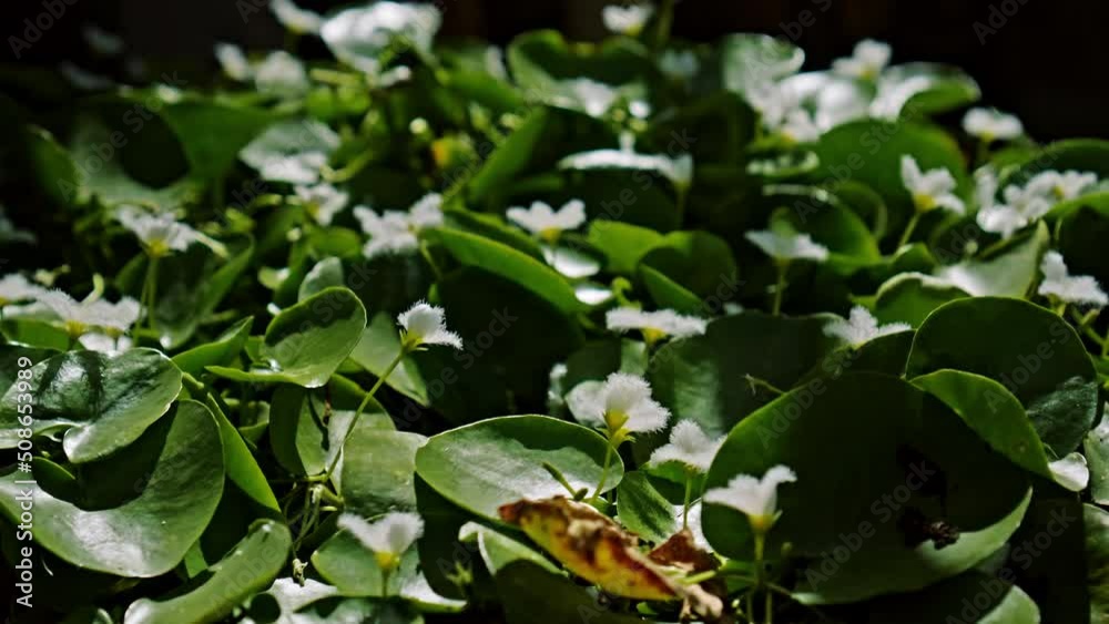 white water flowers in pots outside with green leaves white water flowers in pots outside with green leaves