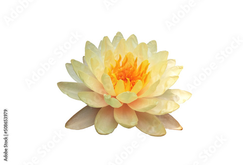 Closeup blooming lotus with white petals and yellow stamens isolated on white background, summer flowers, stock photo