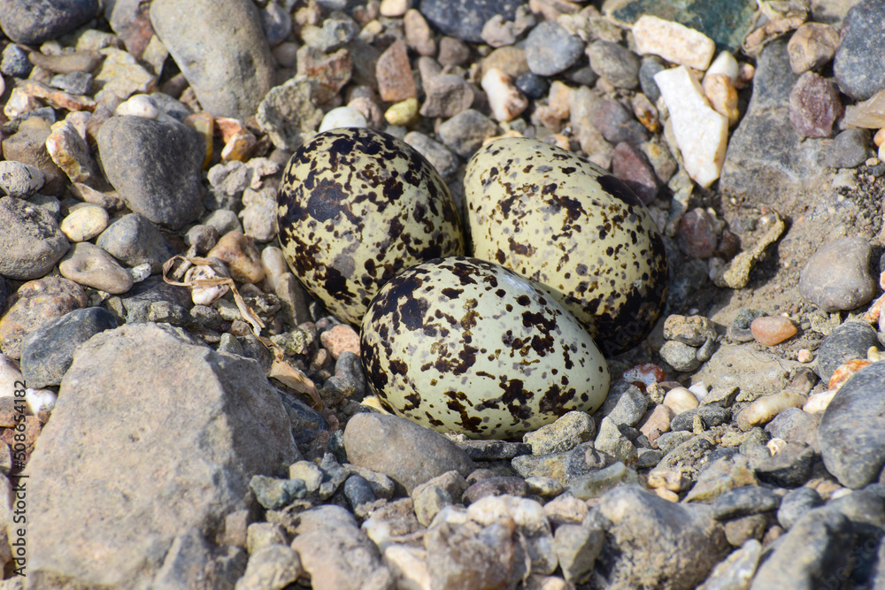 Eggs of red wattled bird in the sand stone Eggs of red wattled bird in the sand stone
