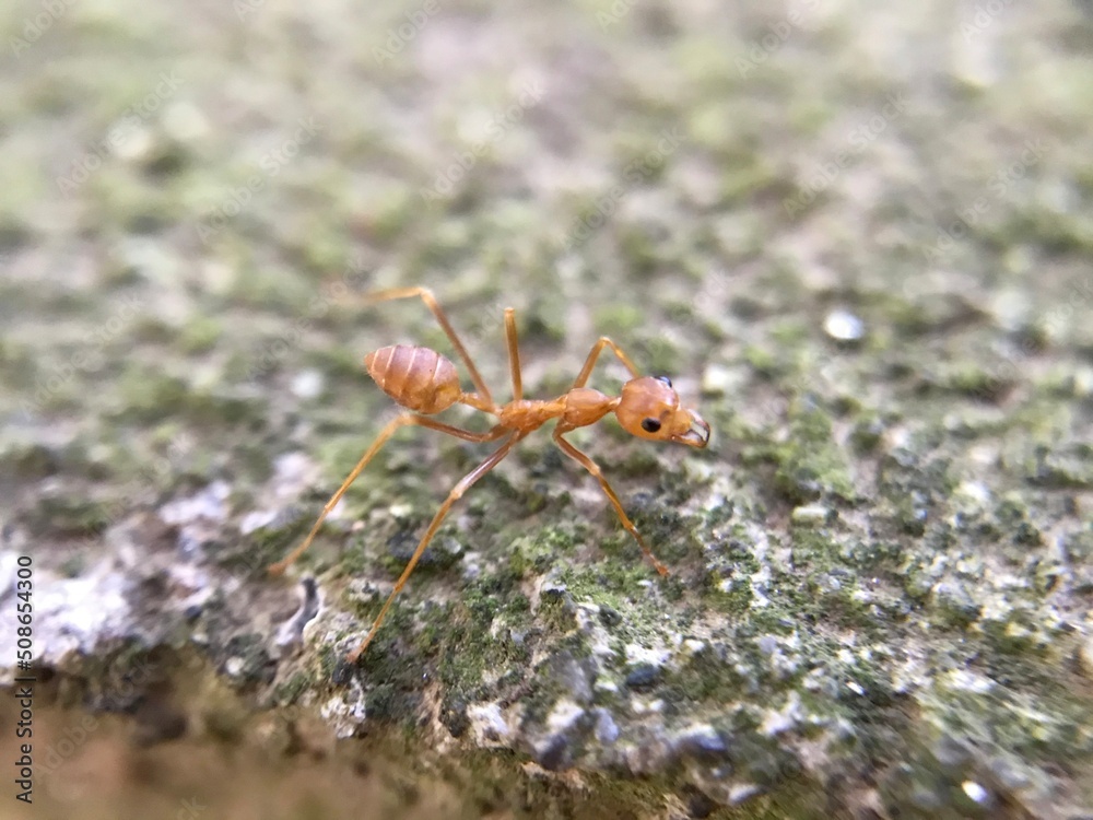 Weaver ants Weaver ants