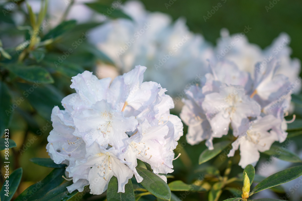 white rhododendron flower closeup selective focus white rhododendron flower closeup selective focus