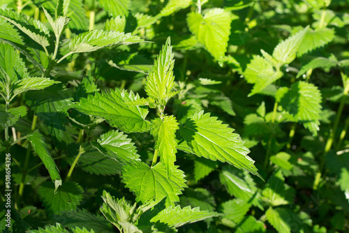 Utrica dioica  stinging nettles leaves closeup selective focus