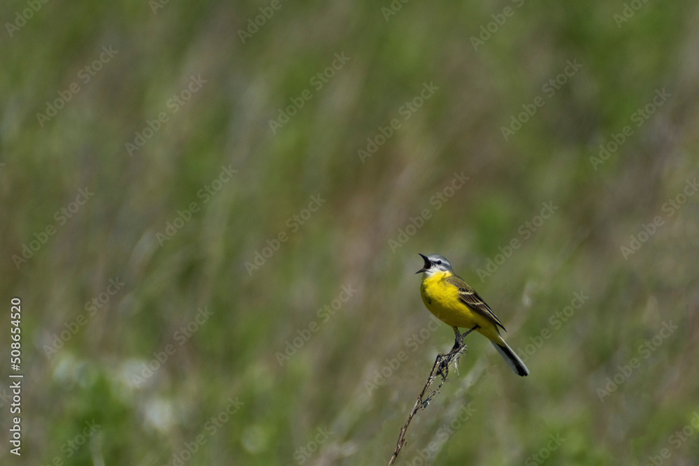 Fototapeta premium Geelgors - Yellow-hammer