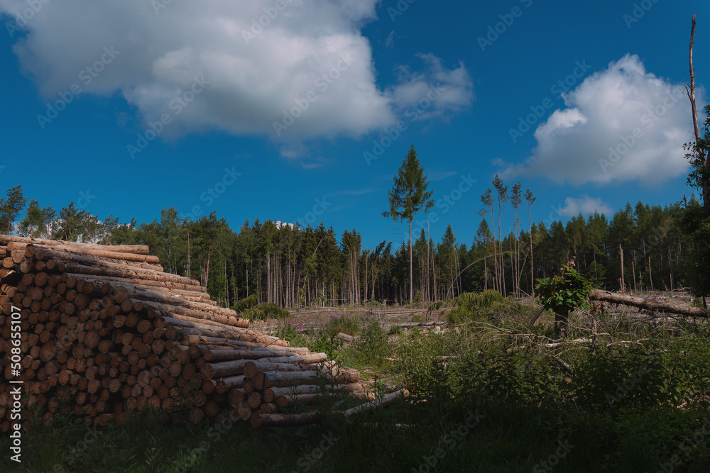 Fototapeta premium Waldnotlage, Zustand schlecht, Borkenkäferbefall, Holzeinschlag, Fichtenmonokultur,