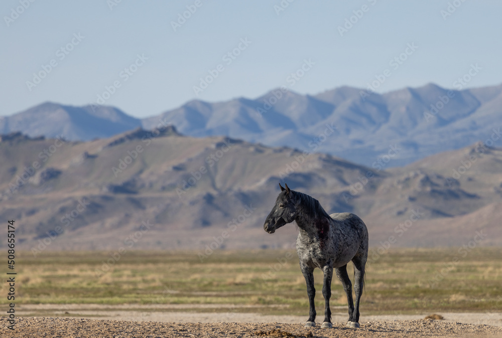 Fototapeta premium Majestic Wild Horse in Spring in the Utah Desert