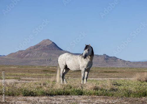 Majestic Wild Horse in Spring in the Utah Desert