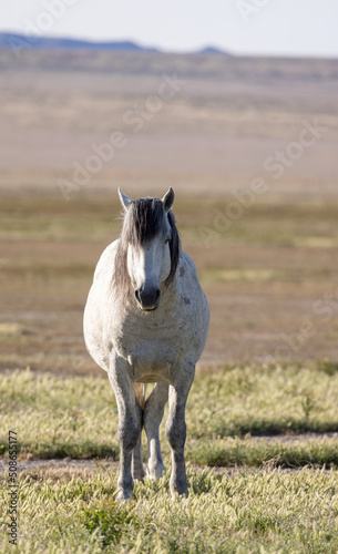 Majestic Wild Horse in Spring in the Utah Desert