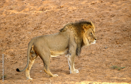 Male lion in the Kgalagadi  South Africa