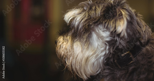 Close up of long haired grey and white pet dog looking away