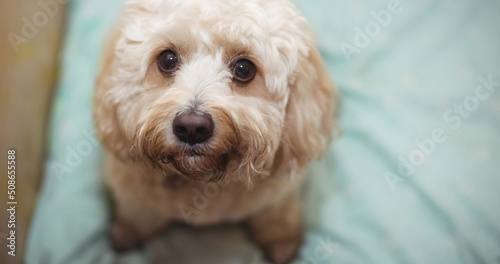 Close up of small white pet dog looking up to camera with brown eyes