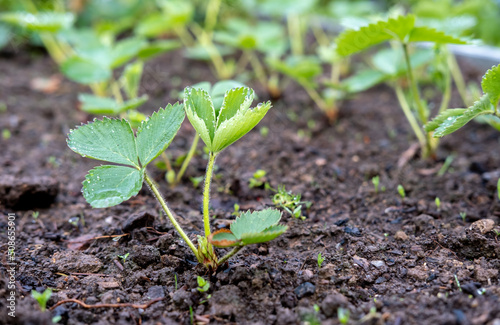 A young garden strawberry plant grows in a garden bed with green leaves in fertilized soil.