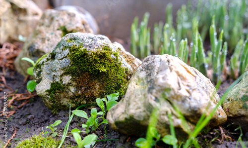 Stones lying along the edge of the flower bed, overgrown with small green moss on different sides.