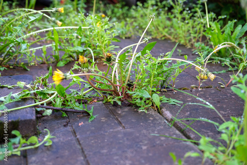 Tall weeds grow in large numbers from the gaps of street concrete paving slabs, darkened from dampness and dirt.