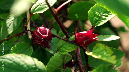 Nice Panning Depth of Field shot of Wind Blowing Roselle Sorrel Hibiscus Plant in Botanical Garden photo